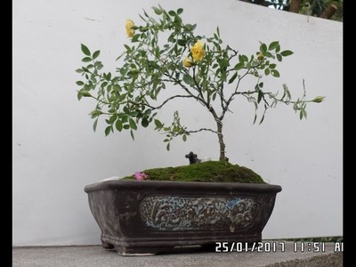 How To Miniature Roses as a Bonsai tree (Wiring Rose Bonsai tree)