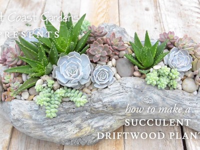 Beach Inspired Succulent Driftwood Planter ???? || West Coast Gardens