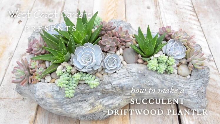 Beach Inspired Succulent Driftwood Planter ???? || West Coast Gardens