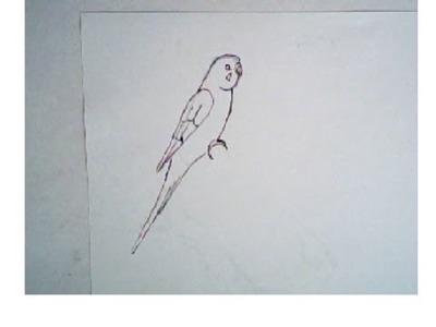 How to draw a budgie, bird (simple drawing)