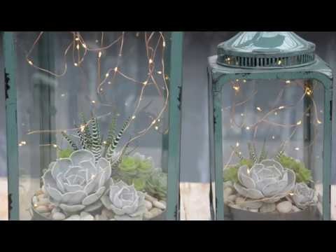 Make a Magic Succulent Lantern ✨ || West Coast Gardens