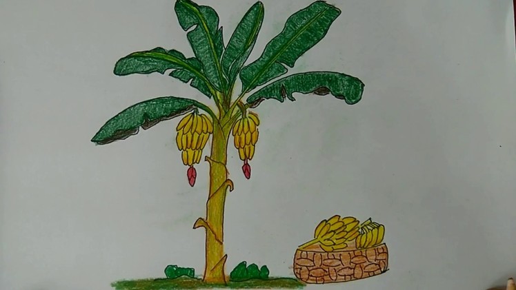 How To Draw An Banana Tree, How to draw a cartoon banana tree, How to Draw a Cartoon Tree