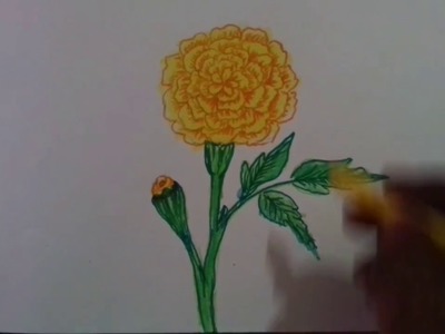 How to draw and colour a marigold flower