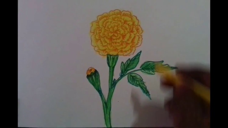 How to draw and colour a marigold flower