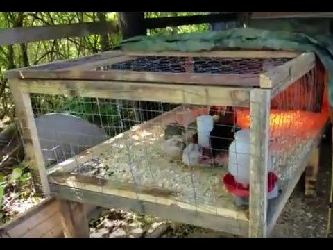 DIY Grow Out Pen For Chickens