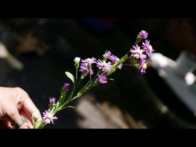 DIY   How to make Aster amellus flower by crepe paper   Làm hoa thạch thảo giấy nhún