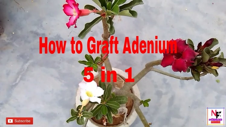 How to Graft Adenium Plant || 5 Different Flowers in 1 Adenium Plant