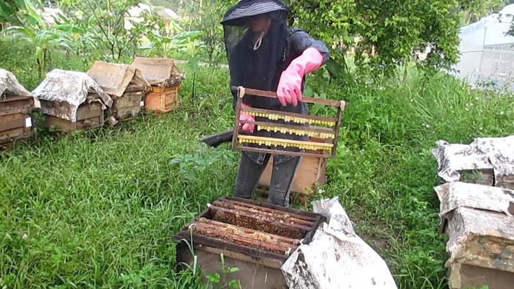 How to harvest Royal Jelly