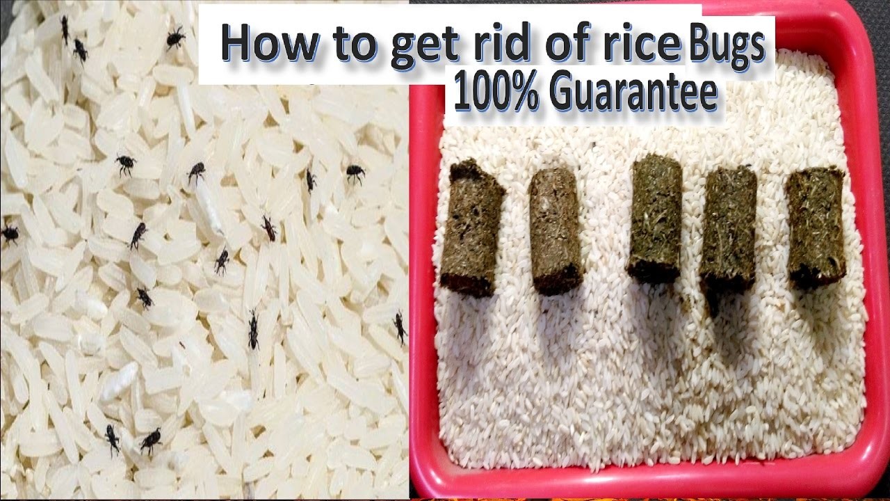How to Make Rice Tablets to Kill or Avoid the Rice Insects || How to Get Rid of Rice Insects