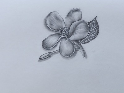 How to Sketch Jasmine Flower