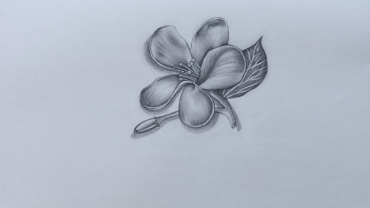 How to Sketch Jasmine Flower