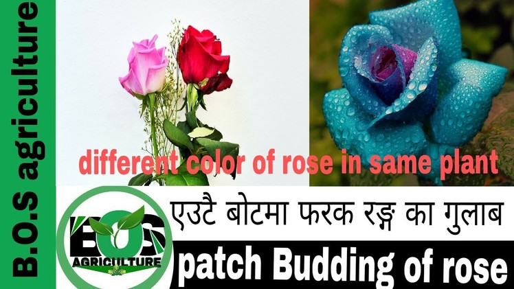 Nepali||patch budding in rose||t budding in rose||how propagation of rose||2017||rose propagation