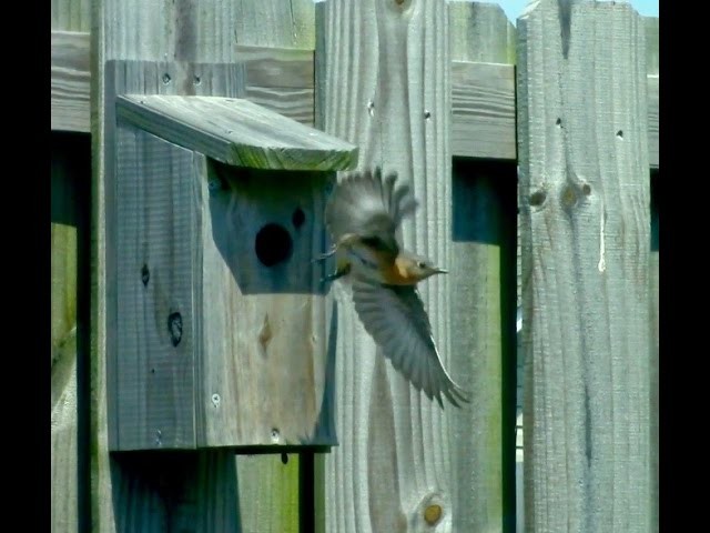 How to build an inexpensive Eastern Bluebird house