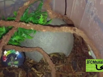 How To Setup A Hatchling Brazilian Rainbow Boa!