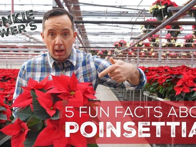 5 Fun Facts about Poinsettias