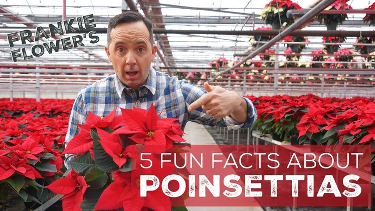 5 Fun Facts about Poinsettias