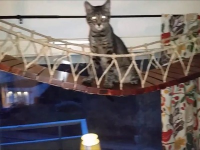 How to build a hang bridge for cats.