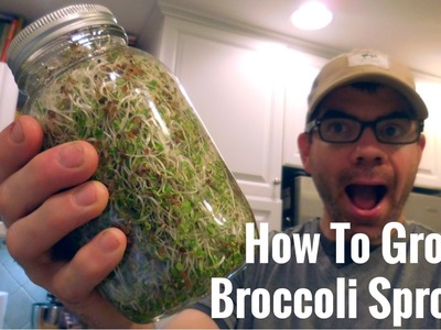 How To Make Broccoli Sprouts | Superfood-Cancer Fighting-Detoxing Microgreens | Cog Hill Farm