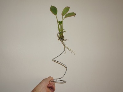 Plant holder of wire hanger for aquarium