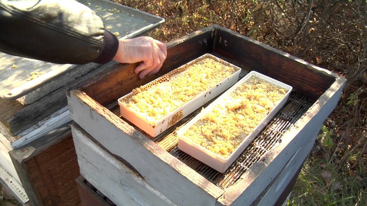 Winterizing Bee Hives Part 1 - Fall Feeding