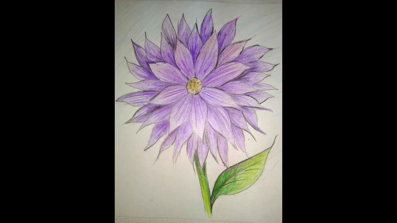 Dahlia|| how to draw a dahlia flower step by step|| flower ...