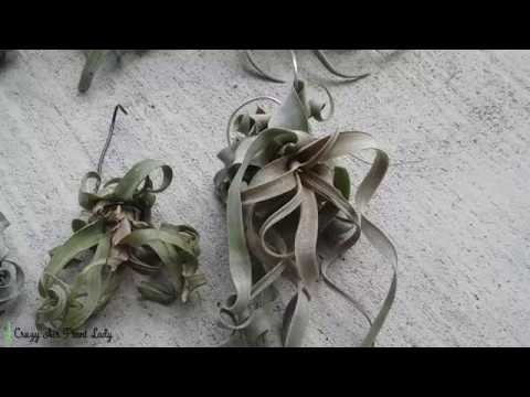 How to Change Your Air Plant's Appearance