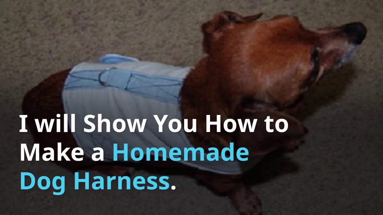 how-to-make-a-homemade-dog-harness