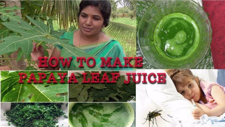 A LIFE SAYING DRUG FOR DENGUE AND MALARIA | HOW TO MAKE PAPAYA LEAF JUICE | HEALTHY VILLAGE FOOD