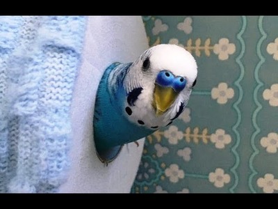Parrots vs. Toilet Paper Compilation