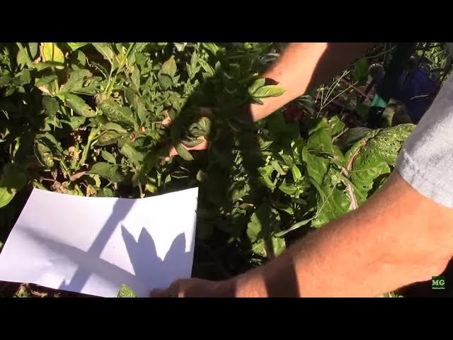 DIY Test For Spider Mites and Treating Them With Neem Oil.
