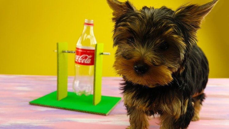 Amazing Dog Game from Coca Cola Bottle | DIY Puppy Game