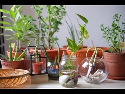 DIY-Art Attack. 5 minutes Money Plant Home Decor Ideas With Recycle Glass bottle at Home