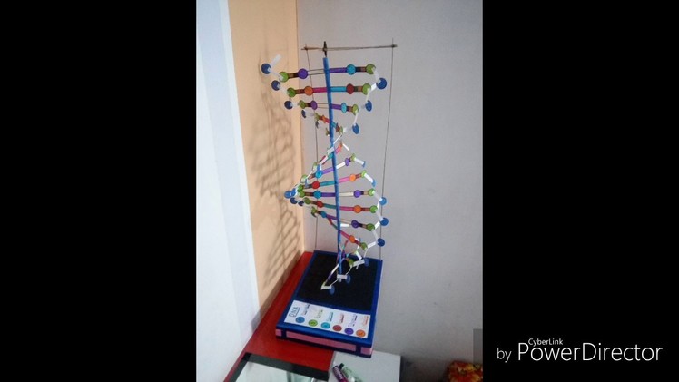 Dna Model with chart paper and wooden sticks