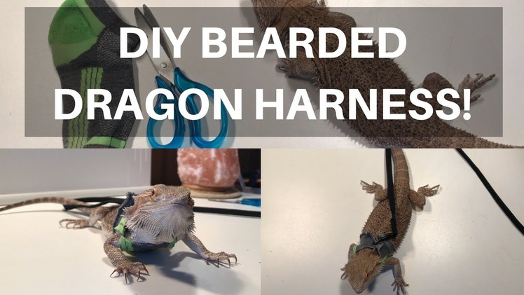 DIY Bearded Dragon.Small Pet Harness | BEARDED DRAGONS FIRST WALK!!