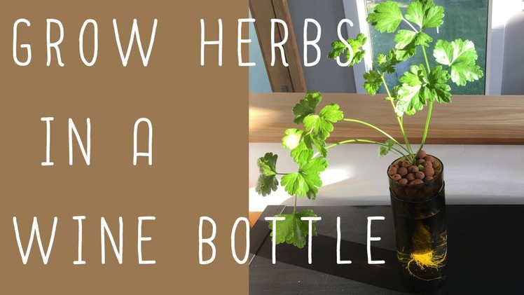 Wine Bottle Hydroponics! (Easy DIY)
