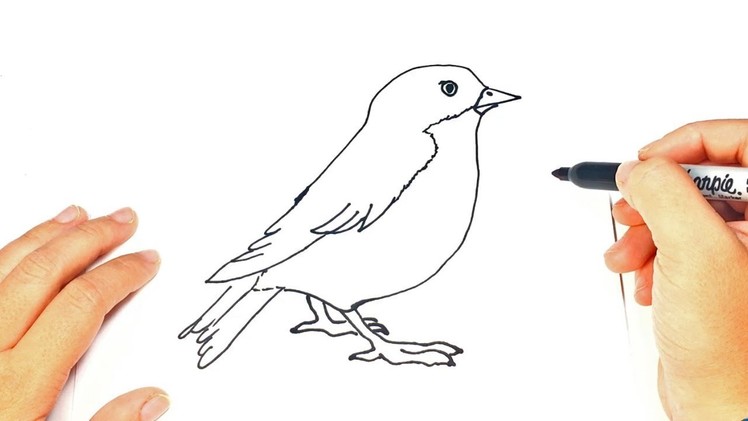 How to draw a Bird | Bird Easy Draw Tutorial