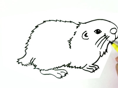 How to draw  a Hamster 2 easy steps for children, kids, beginners