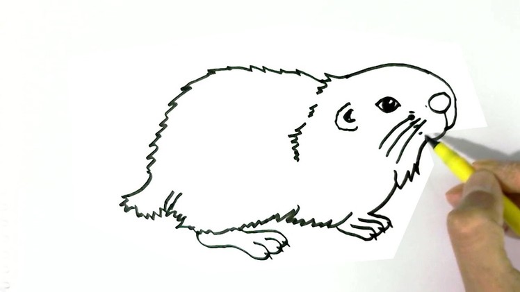 How to draw  a Hamster 2 easy steps for children, kids, beginners
