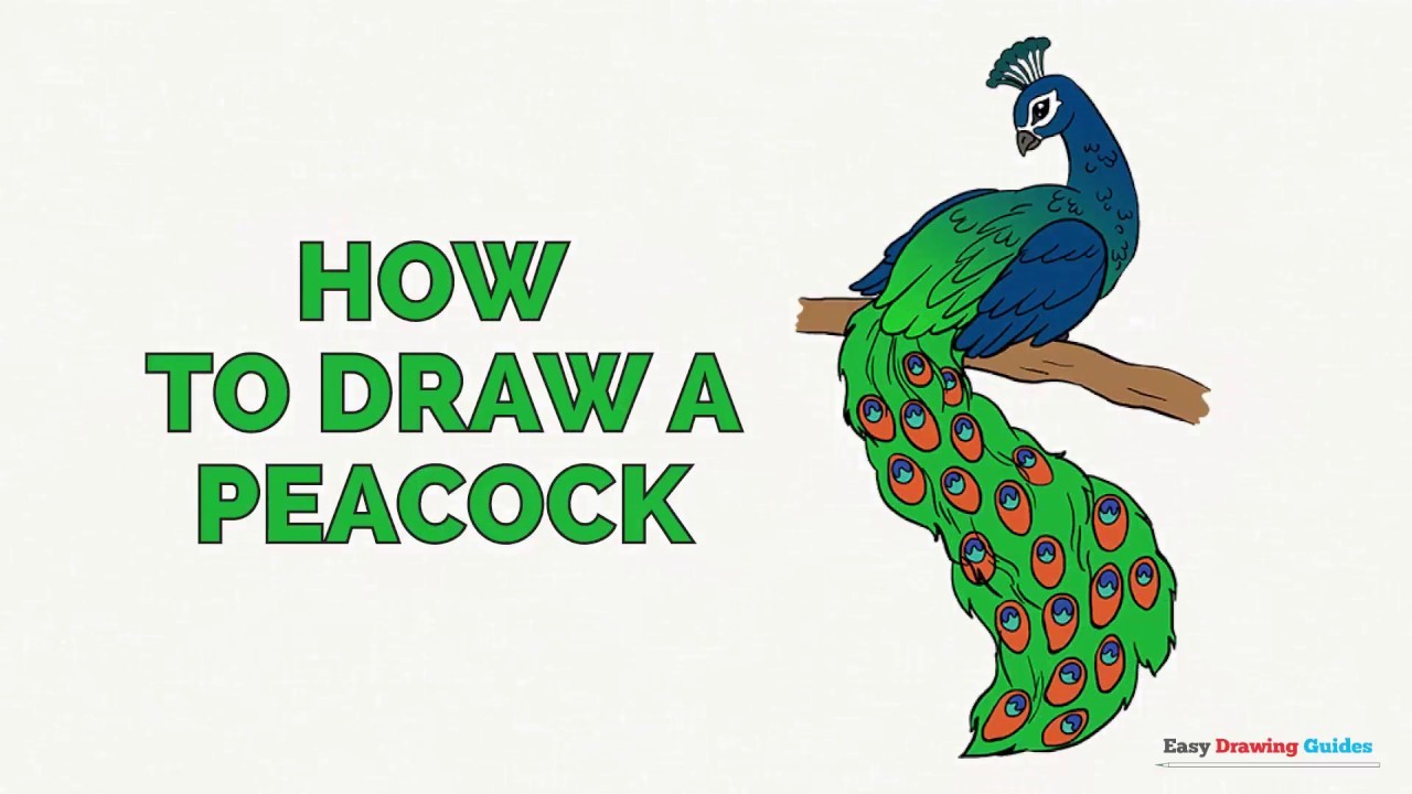 How to Draw a Peacock in a Few Easy Steps: Drawing ...