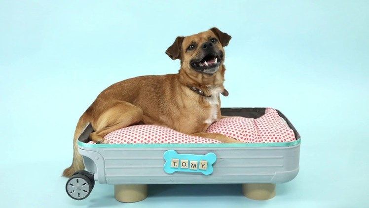 DIY - Dog & cat bed, by SPCA Israel & Crafty Studio