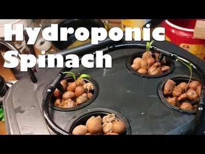 DIY DWC Hydroponics - Cheap and easy deep water culture hydroponic spinach garden