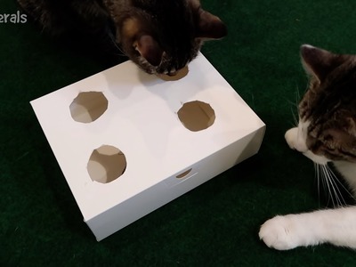 DIY Interactive Cat Toy Puzzle - Stella Is So Smart