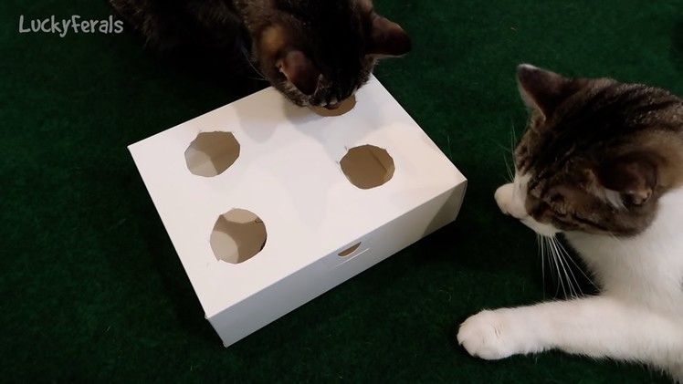 DIY Interactive Cat Toy Puzzle - Stella Is So Smart