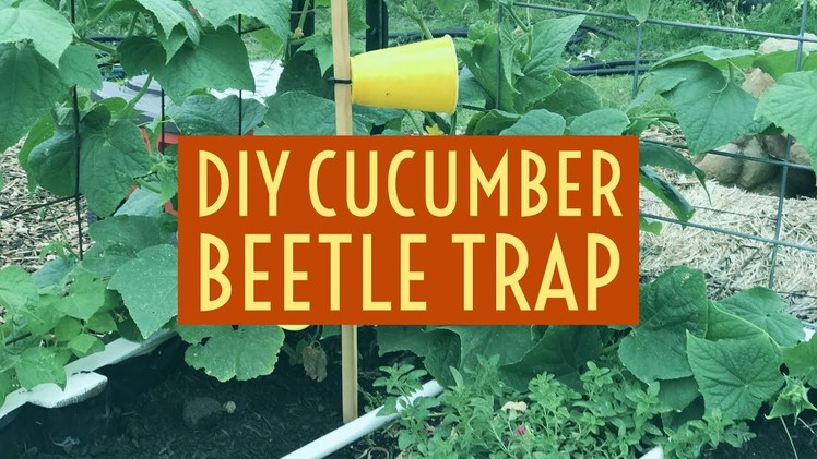Easy DIY Cucumber Beetle Trap