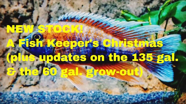 NEW STOCK!  (Fish Keepers Christmas) plus Tank Updates