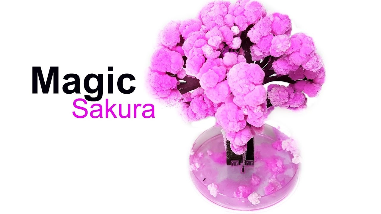 Sakura magical. Magic Sakura. Хоронор Магик Сакура. Сын Magic Sakura.