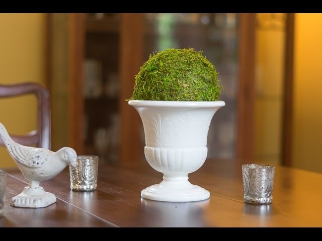 The EASIEST way to DIY a Moss Ball
