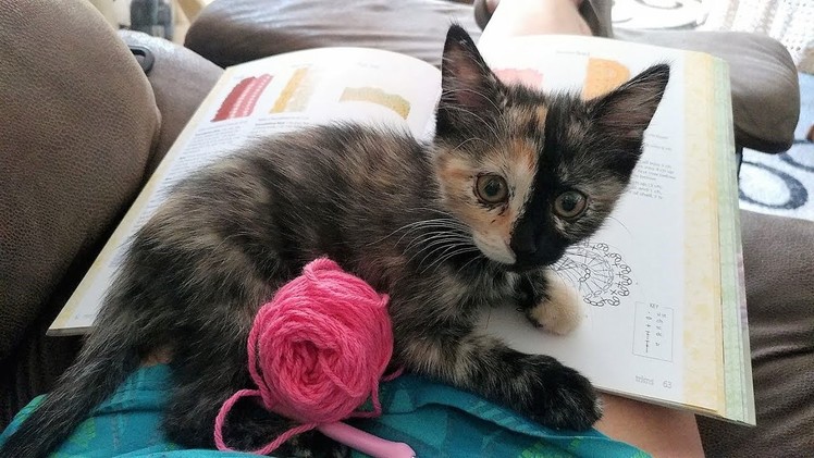 Glama's Slowly Getting Her Crochet Groove Back