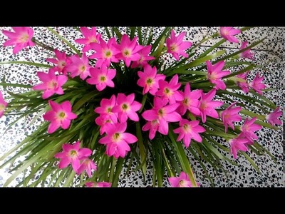 496 -How to grow n care Rain Lily.Pink Rain Lily.Zephyranthes Candida for Beginners(Hindi.Urdu)1.9.