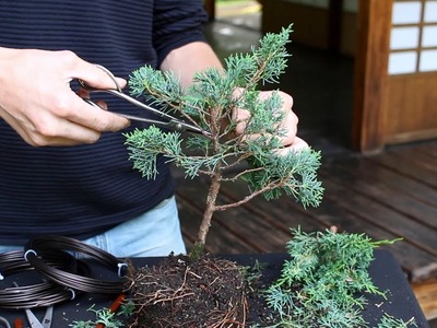 How to create a Bonsai tree (DIY)